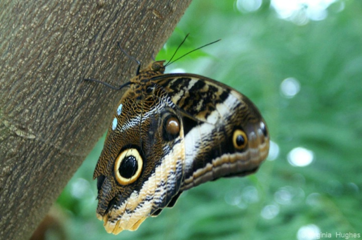 Brown Beauty