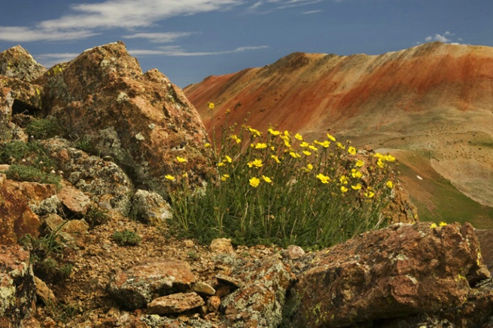 Buttercups and Mountains