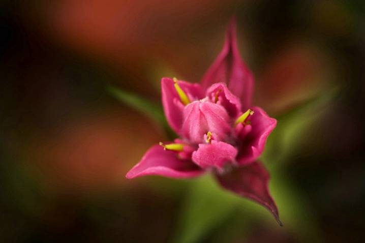 Indian Paint Brush