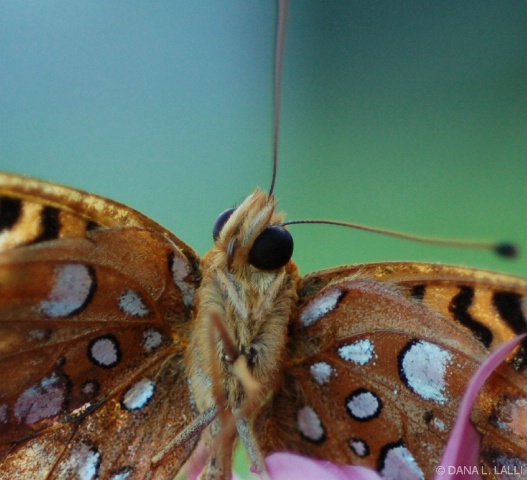 A BUTTERFLY AND HIS THOUGHTS