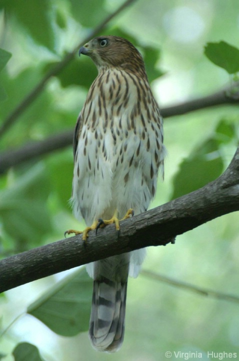 Young Hawk