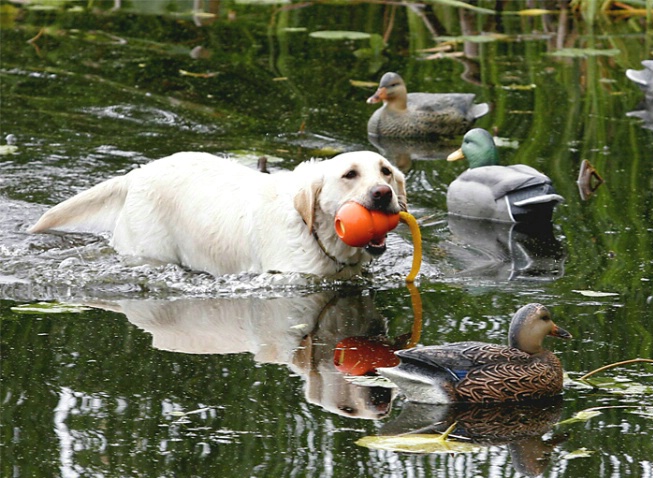 Working Dog