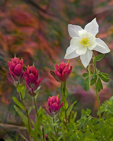 colorado_wildflowers