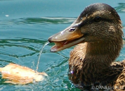 DUCK FOUNTAIN