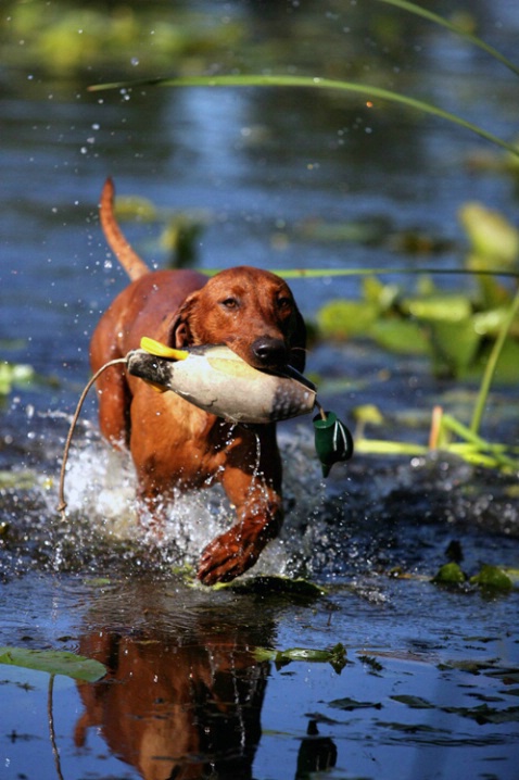 Decoy retrieving expert