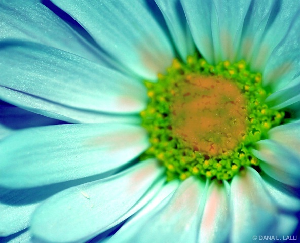 THE EYE OF A FLOWER