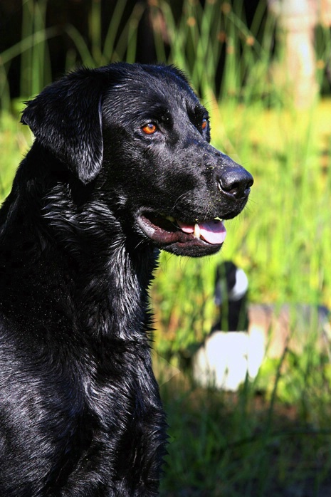 Posing Lab