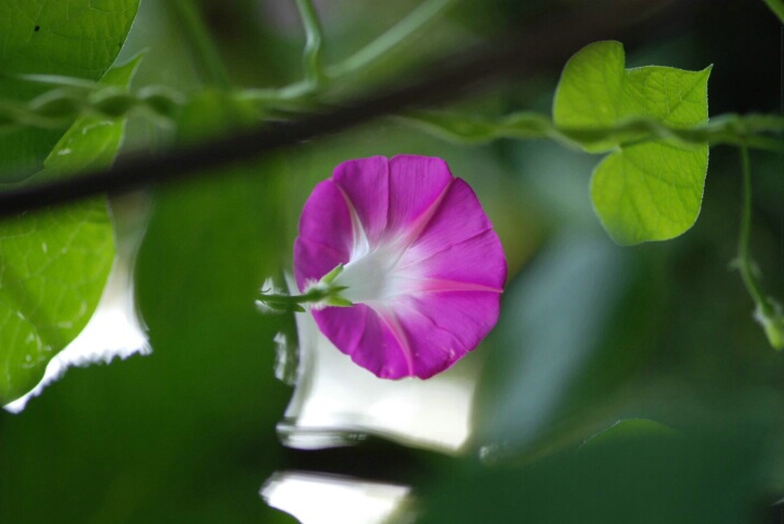 Luscious Petunia !