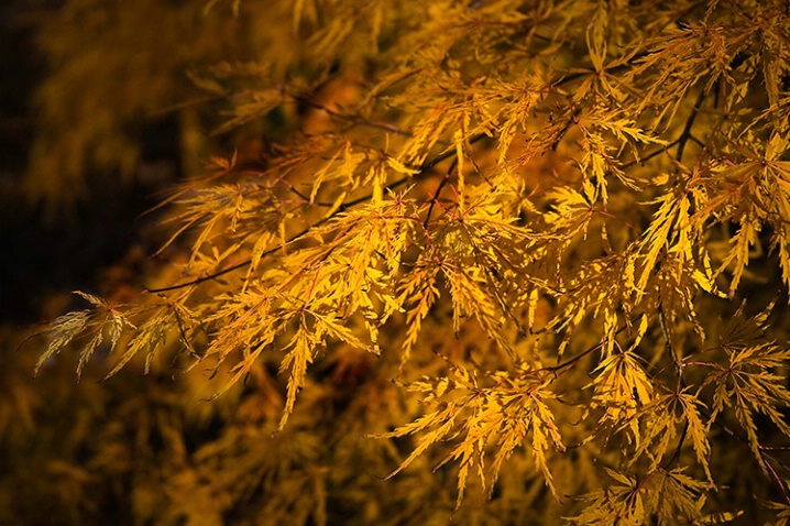 Japanese Maple