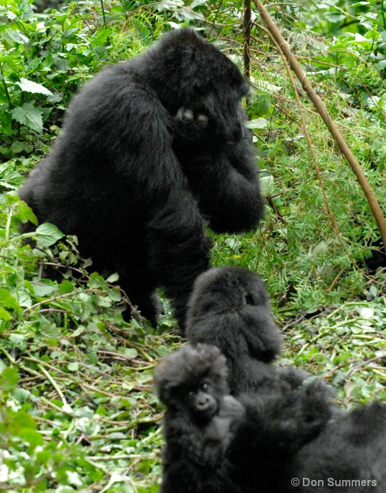 Mountain Gorillas, Rwanda, Africa 2007