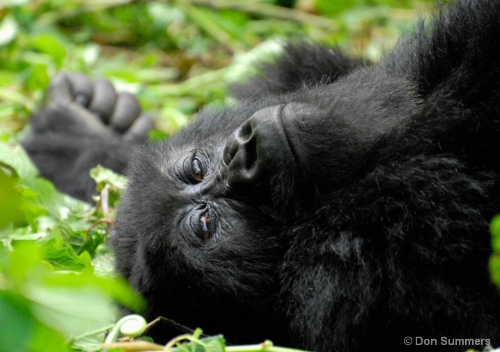 Mountain Gorilla, Rwanda, Africa 2007