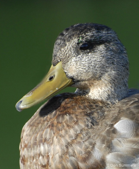 Duck, Tiburon, CA 2007