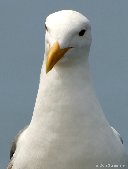 Sea Gull, Tiburon, CA 2007