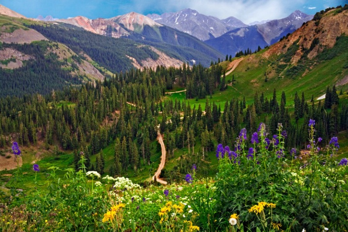 Wildflowers in the Rockies