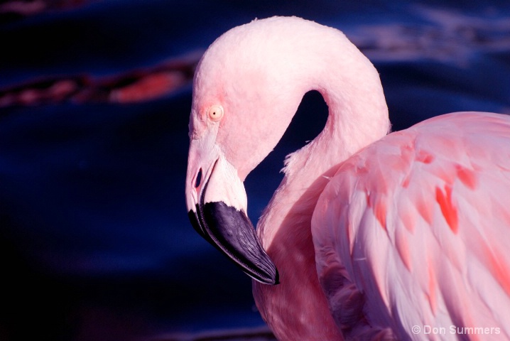 Flamingo, Palm Desert, CA 2008