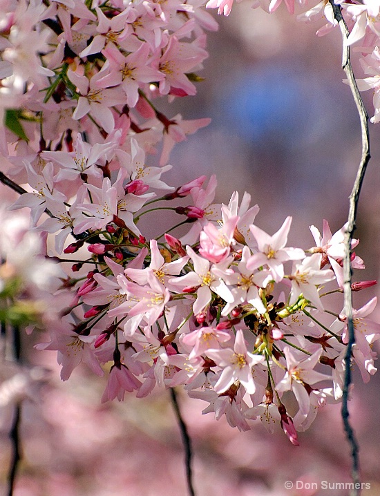 Japanese Cherry Blossoms, Napa Valley, CA 2008