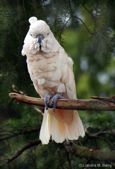 Salmon-Crested Cuckatoo