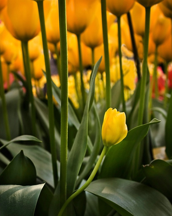 Keukenhof Gardens