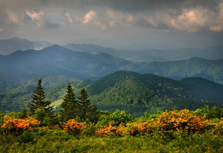 Azaleas on Roan Bald