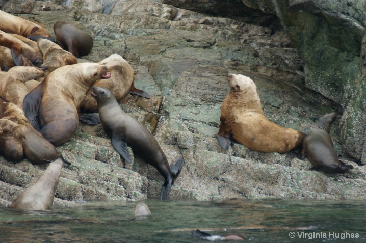 Harbor Seals