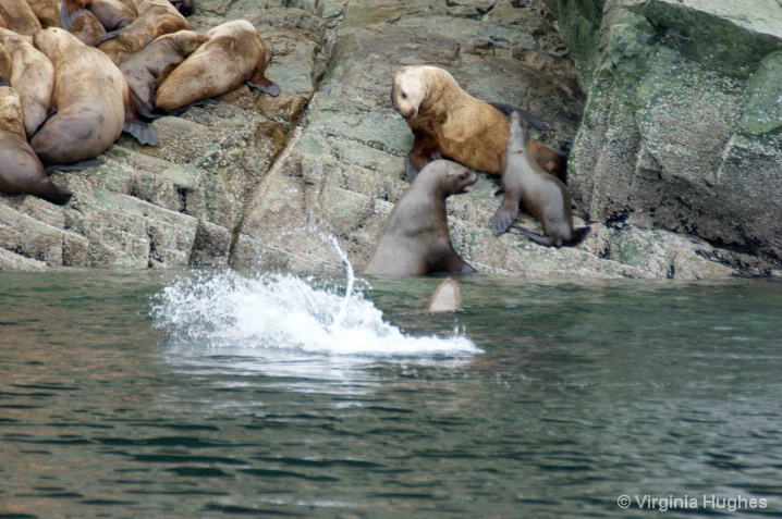 Harbor Seal Splash