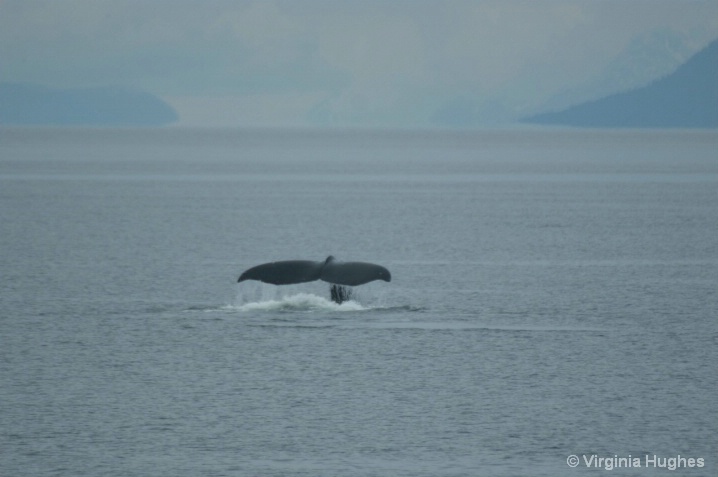 Humpback Tail 