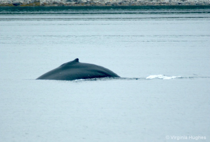 Humpback near Juneau