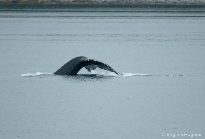 Humpback near Juneau