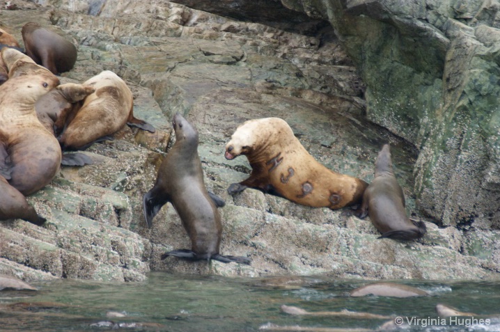 Harbor Seal Being Bad