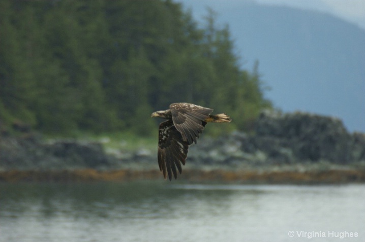 Golden Eagle