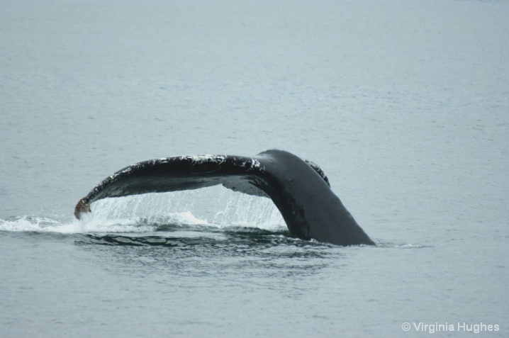 Humpback Whale