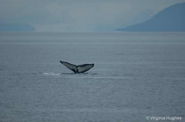 Humpback Whale two