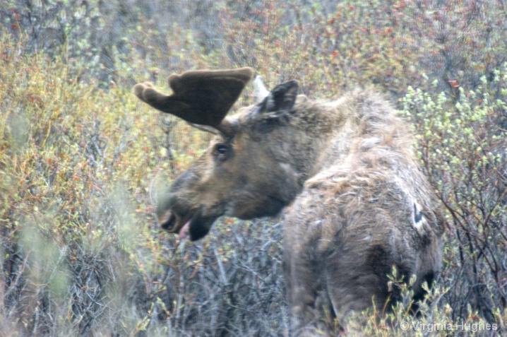 Moose in Denali