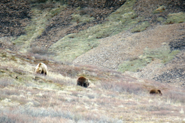 Mother Grizzly w/two