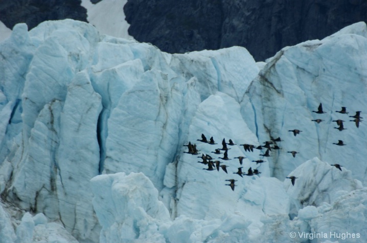 Glacier Bay