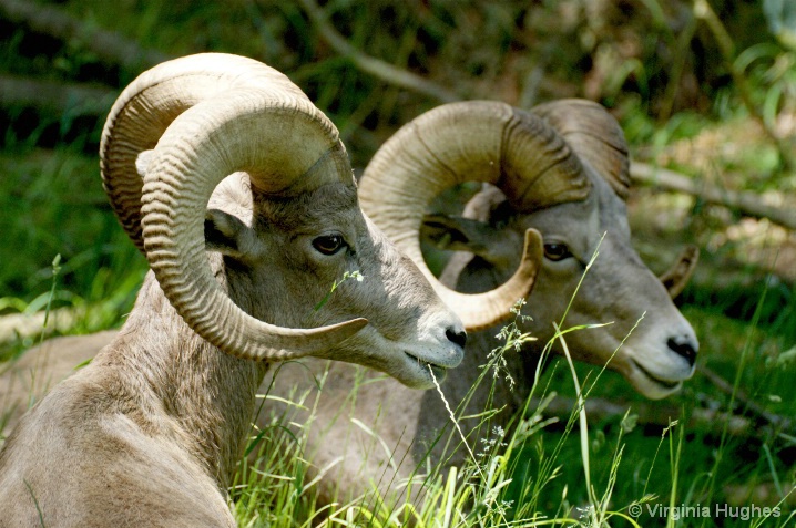 Big Horn Sheep