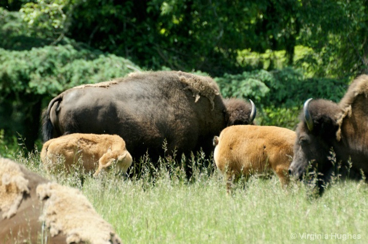 Bison At Trek Adventure  Park