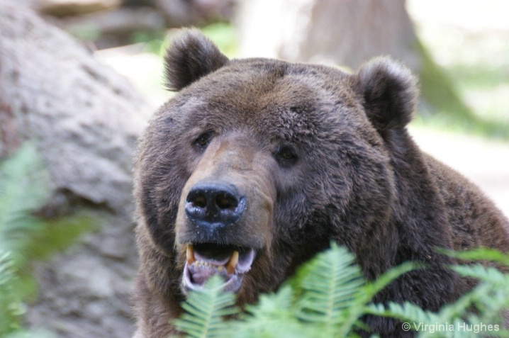 Brown Bear Trek 