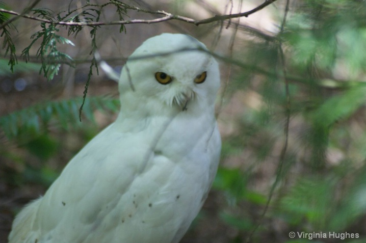 Snow Owl at Trek