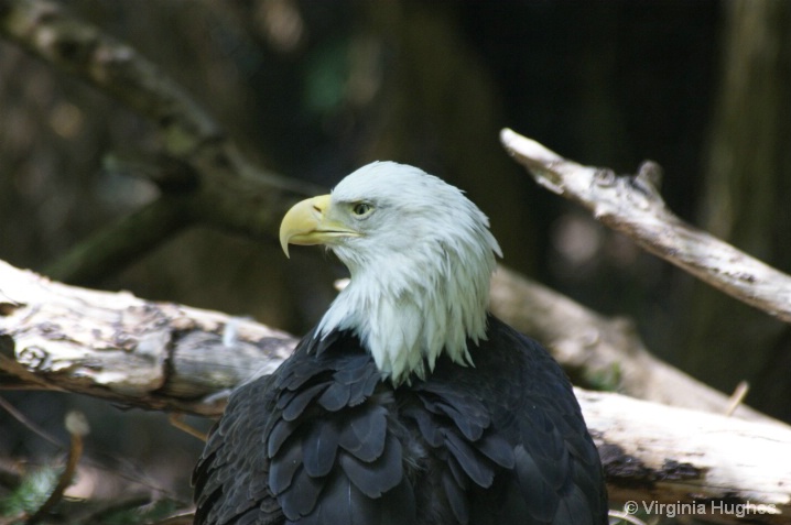 American Eagle at Trek