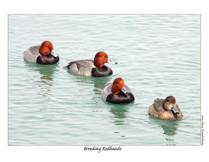 breeding redheads