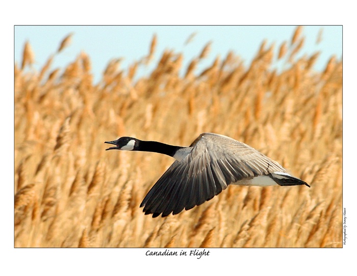 Canadian in flight