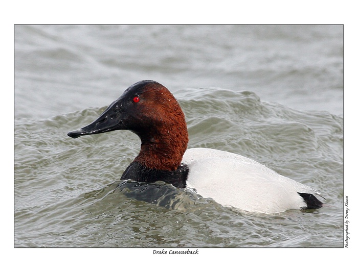 \drake canvasbacks