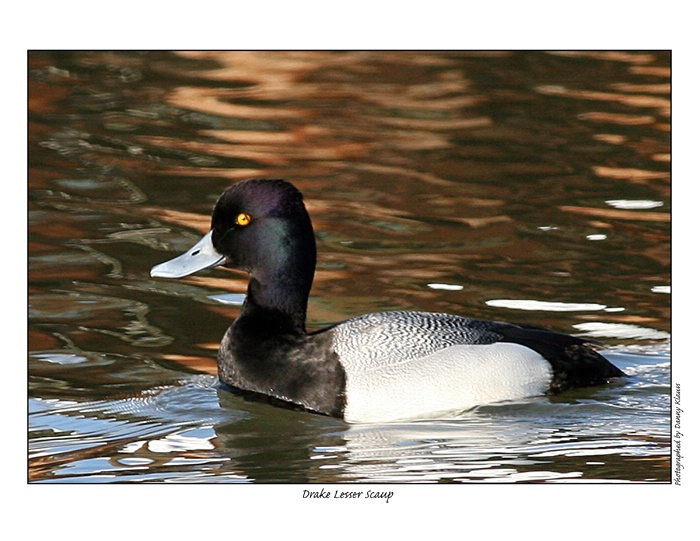 Drake lesser scaup