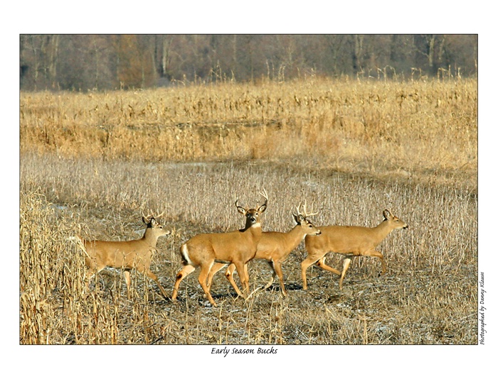 Early season bucks