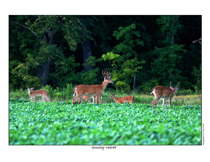 grazing vavelt