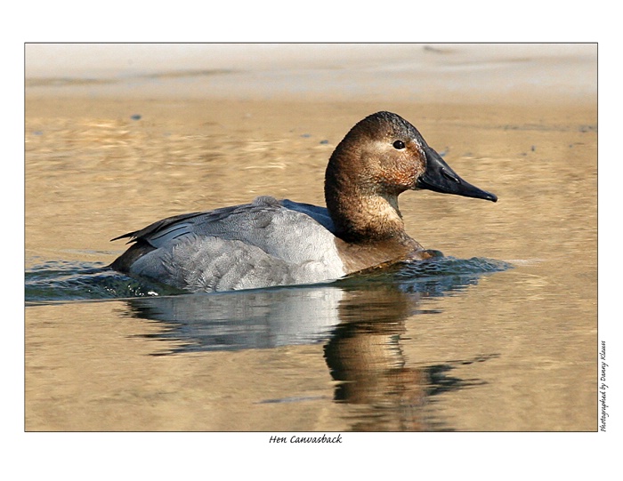 hen canvasback