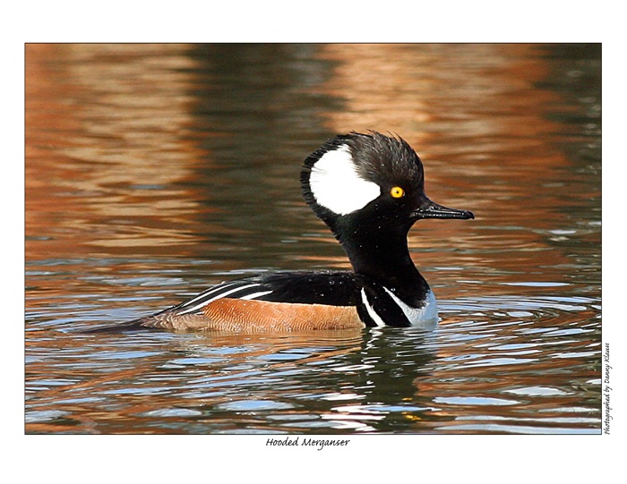 hooded merganser