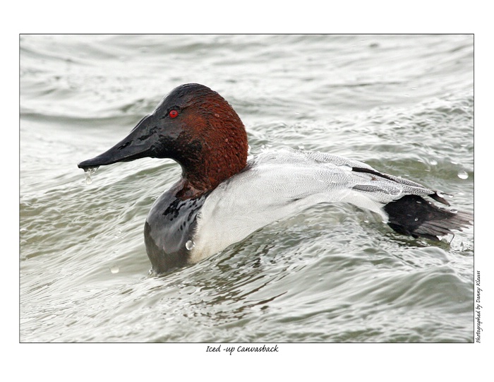 iced-up canvasback