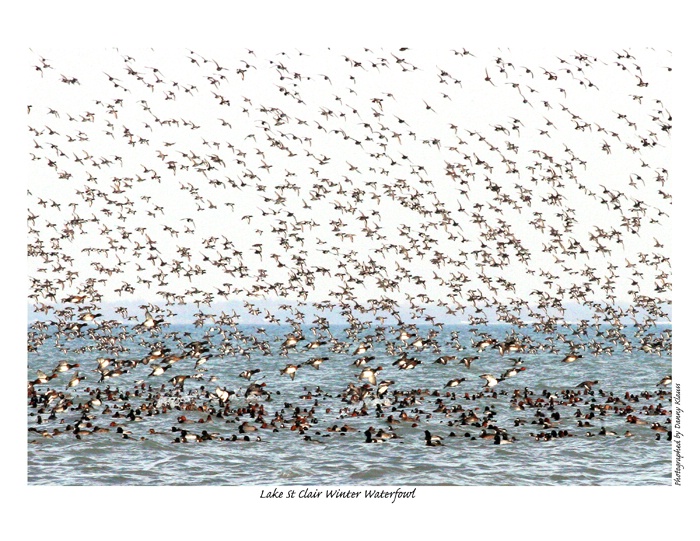 lake st clairwinter  waterfowl